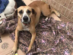 Cachorro raça SRD idade 2 anos nome pan