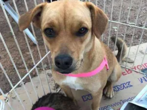 Cachorro raça SRD idade 1 ano nome Atena