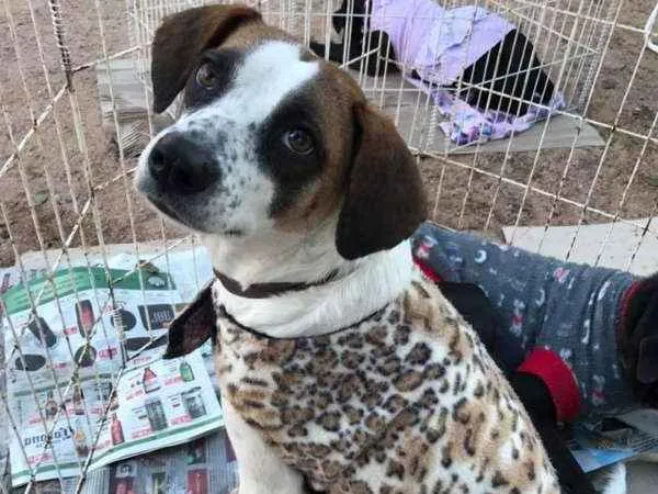 Cachorro ra a SRD idade 4 anos nome Gorda