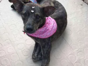 Cachorro raça SRD idade 2 anos nome titi