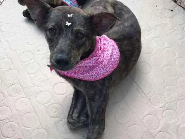 Cachorro ra a SRD idade 2 anos nome titi