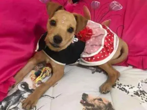 Cachorro raça SRD idade 2 a 6 meses nome Bela