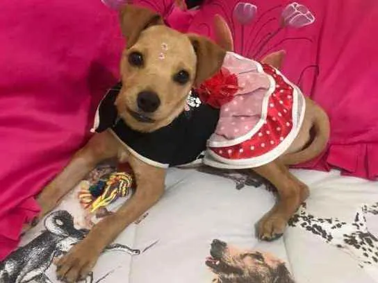 Cachorro ra a SRD idade 2 a 6 meses nome Bela