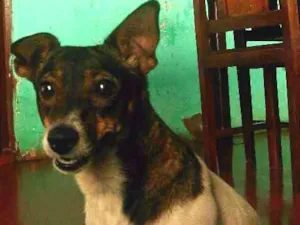 Cachorro raça fox paulistinha idade 3 anos nome cotinha