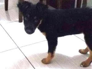 Cachorro raça Desconhecida idade 2 a 6 meses nome Akira