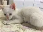 Gato raça  idade  nome Jackie