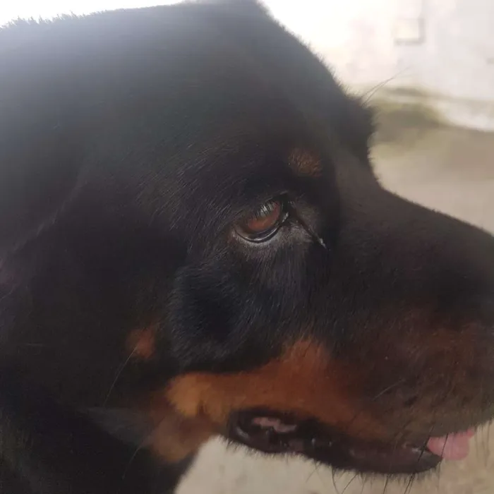 Cachorro ra a Rotweiller idade 5 anos nome Kiara