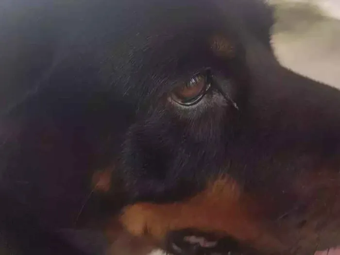 Cachorro ra a Rotweiller idade 5 anos nome Kiara