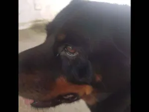 Cachorro raça Rotweiller idade 5 anos nome Kiara