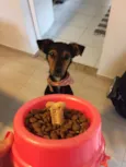 Tapioca