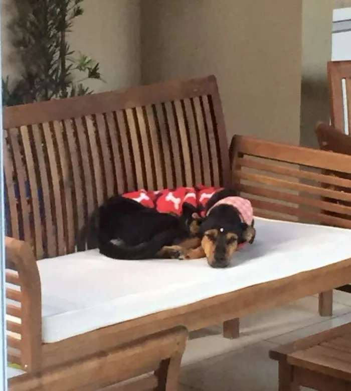 Cachorro ra a SRD idade 1 ano nome Tapioca