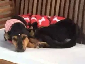 Cachorro raça SRD idade 1 ano nome Tapioca