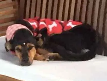 Cachorro ra a SRD idade 1 ano nome Tapioca