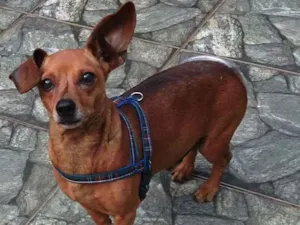 Cachorro raça Srd idade 5 anos nome Nino