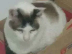 Gato raça SRD idade 6 ou mais anos nome Luk GRATIFICA