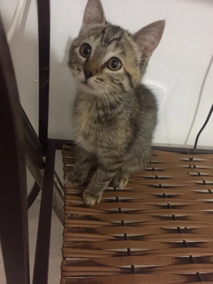 Gato ra a  idade 2 a 6 meses nome Jackie e Clementine 