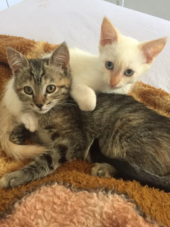 Gato ra a  idade 2 a 6 meses nome Jackie e Clementine 