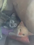 Jackie e Clementine