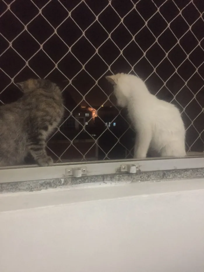 Gato ra a  idade 2 a 6 meses nome Jackie e Clementine 