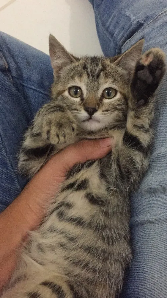 Gato ra a  idade 2 a 6 meses nome Jackie e Clementine 