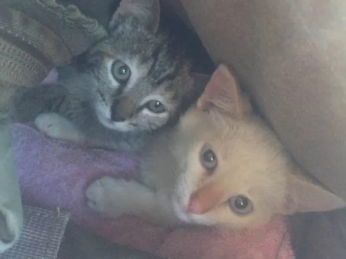 Gato ra a  idade 2 a 6 meses nome Jackie e Clementine 