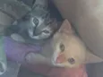 Jackie e Clementine