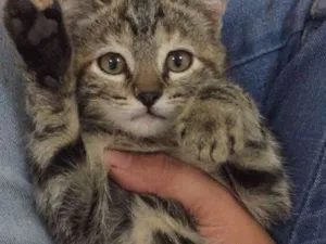 Gato raça  idade 2 a 6 meses nome Jackie e Clementine 