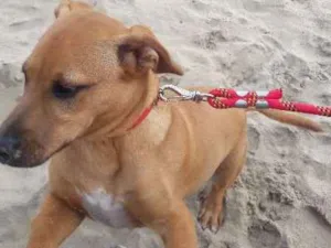 Cachorro raça  idade 1 ano nome Snoopy