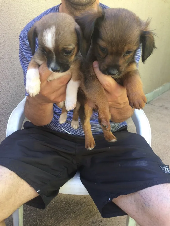 Cachorro ra a  idade  nome Filhotes