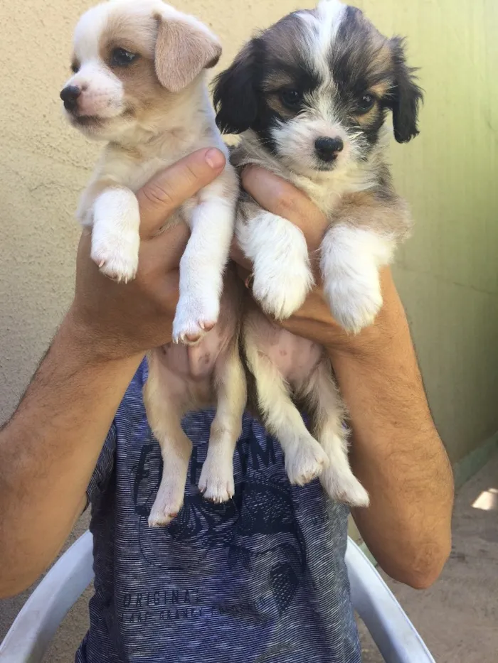 Cachorro ra a  idade  nome Filhotes