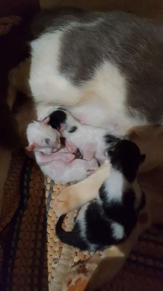 Gato ra a Srd idade Abaixo de 2 meses nome Sem nome