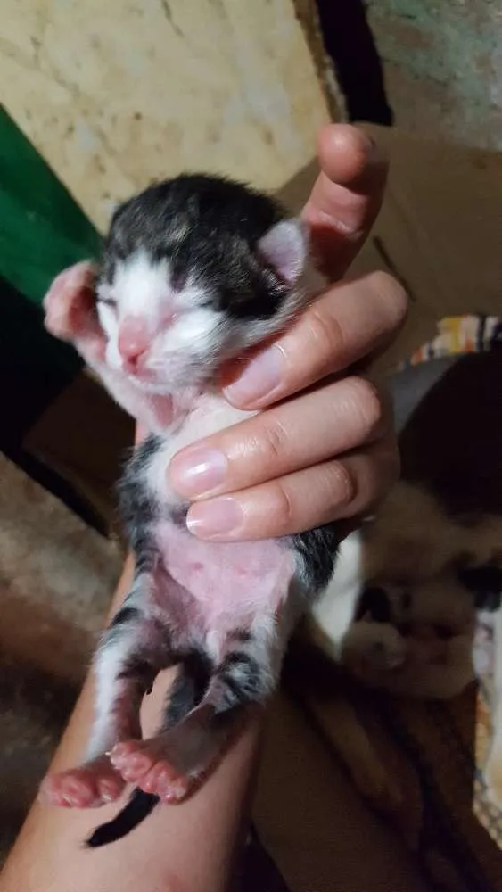 Gato ra a Srd idade Abaixo de 2 meses nome Sem nome