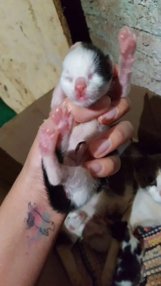 Gato ra a Srd idade Abaixo de 2 meses nome Sem nome