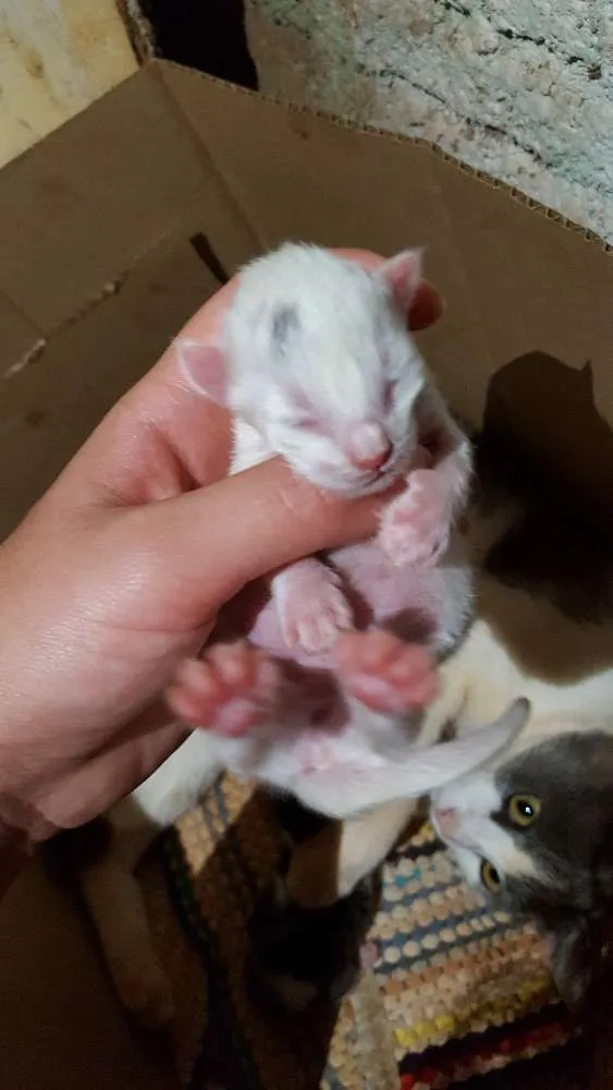 Gato ra a Srd idade Abaixo de 2 meses nome Sem nome