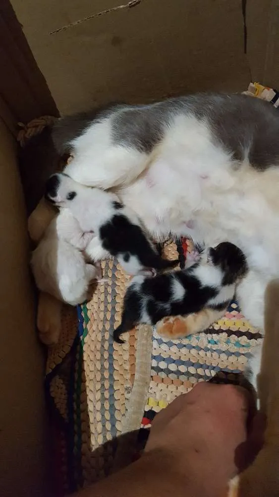 Gato ra a Srd idade Abaixo de 2 meses nome Sem nome