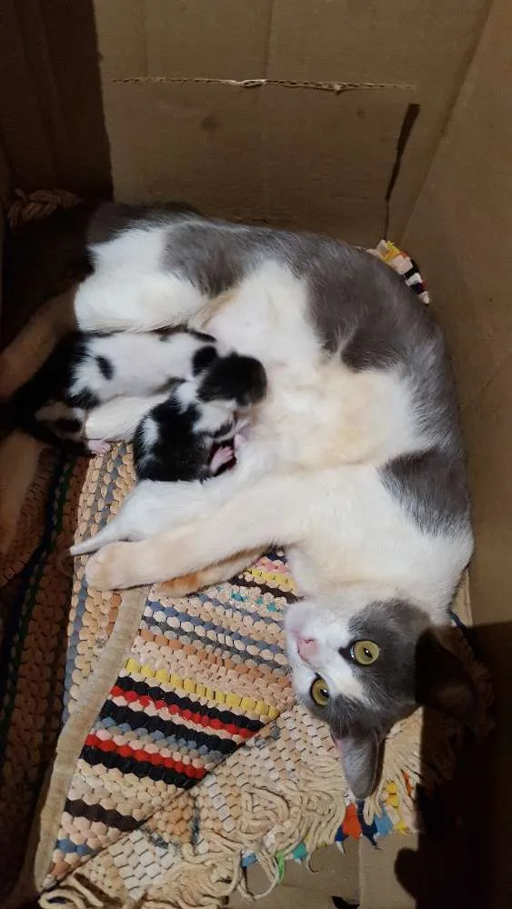 Gato ra a Srd idade Abaixo de 2 meses nome Sem nome