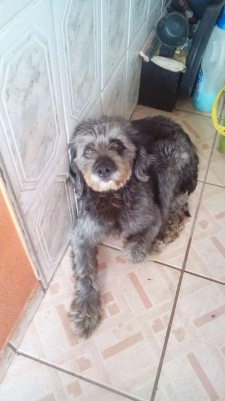 Cachorro ra a Poodle idade 1 ano nome Bidú