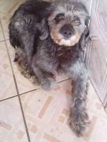 Cachorro ra a Poodle idade 1 ano nome Bidú
