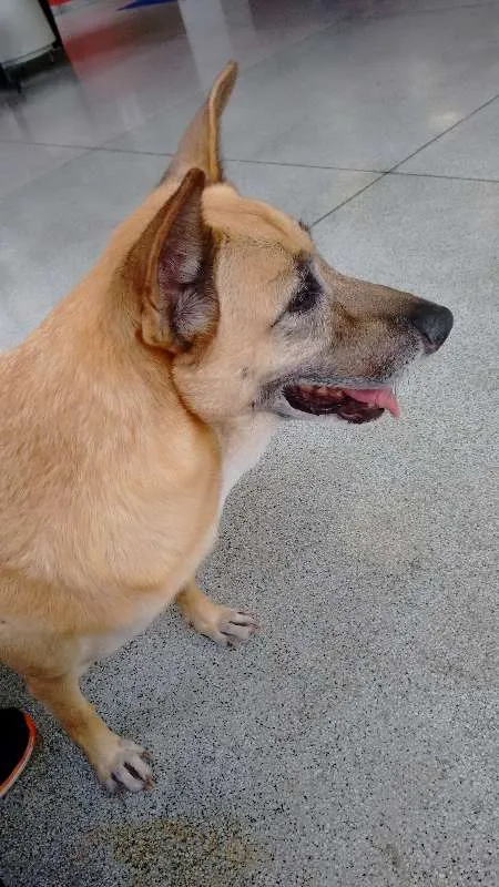 Cachorro ra a SRD idade 6 ou mais anos nome Rayca