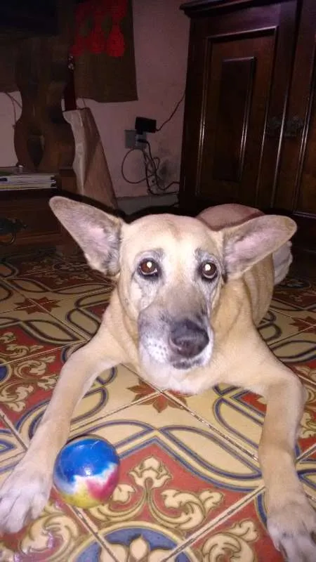 Cachorro ra a SRD idade 6 ou mais anos nome Rayca