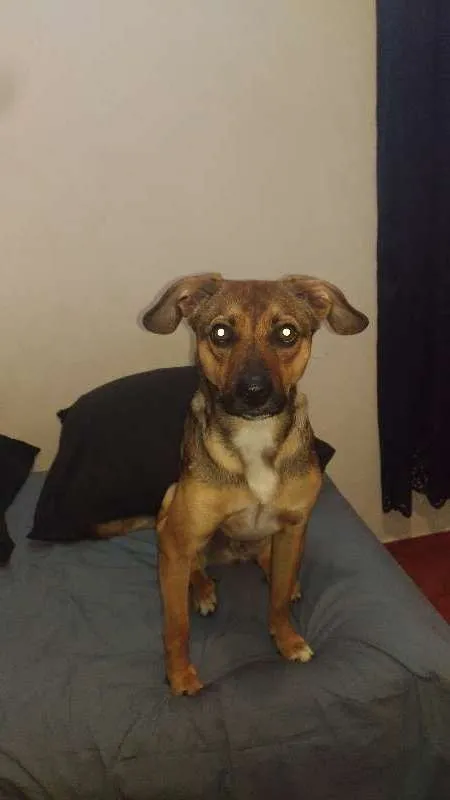 Cachorro ra a SRD idade 7 a 11 meses nome Winchester