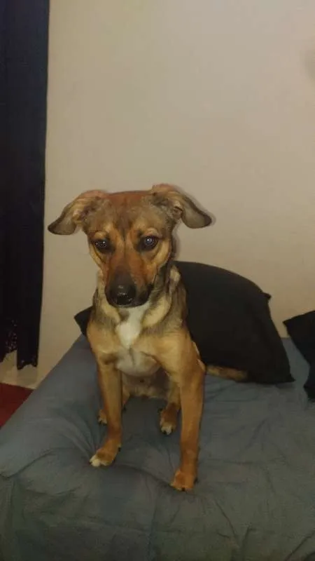 Cachorro ra a SRD idade 7 a 11 meses nome Winchester