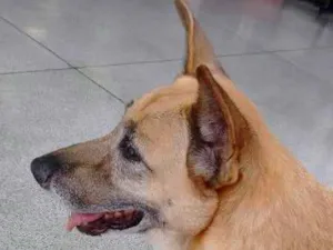 Cachorro raça SRD idade 6 ou mais anos nome Rayca