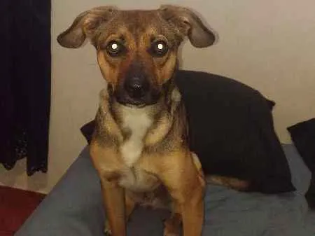 Cachorro ra a SRD idade 7 a 11 meses nome Winchester