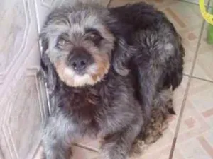 Cachorro raça Poodle idade 1 ano nome Bidú