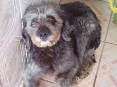 Cachorro ra a Poodle idade 1 ano nome Bidú