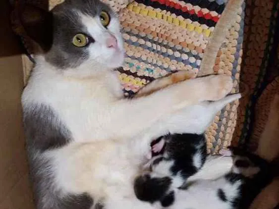 Gato ra a Srd idade Abaixo de 2 meses nome Sem nome