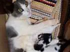 Gato raça Srd idade Abaixo de 2 meses nome Sem nome
