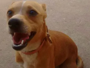 Cachorro raça Vira-lata idade 3 anos nome Nina