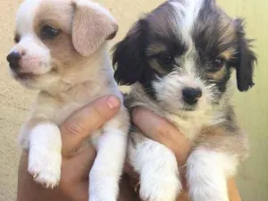 Cachorro raça  idade  nome Filhotes